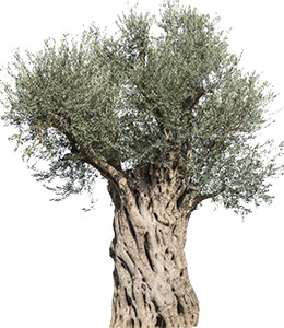 olive